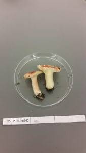 Russula rubescens image