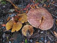 Suillus lakei image