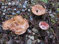 Suillus lakei image