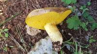 Suillus collinitus image