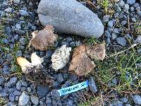 Tricholoma terreum image