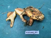 Suillus bovinus image