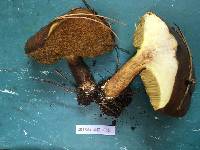 Suillus lakei image