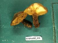 Suillus luteus image