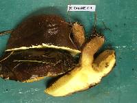 Suillus luteus image