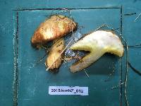 Suillus luteus image