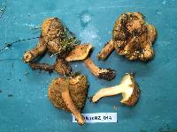 Suillus bovinus image