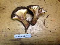 Suillus luteus image
