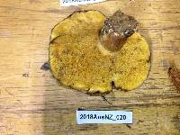 Suillus luteus image