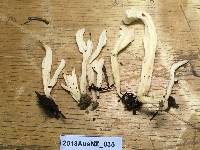 Clavaria rugosa image