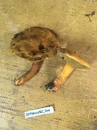 Suillus bovinus image