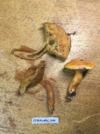 Suillus bovinus image