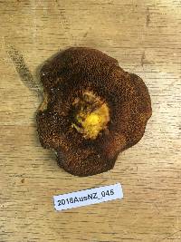 Suillus luteus image