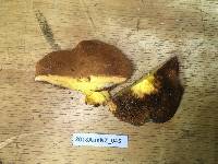 Suillus luteus image