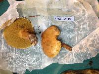 Suillus bovinus image