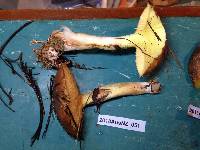 Suillus luteus image