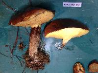 Suillus luteus image