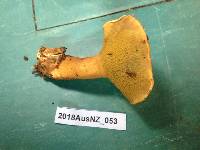 Suillus bovinus image