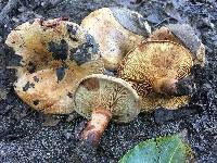 Paxillus involutus image