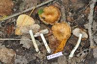 Inocybe lanatodisca image