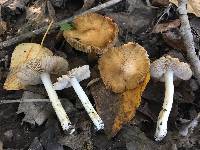 Inocybe lanatodisca image