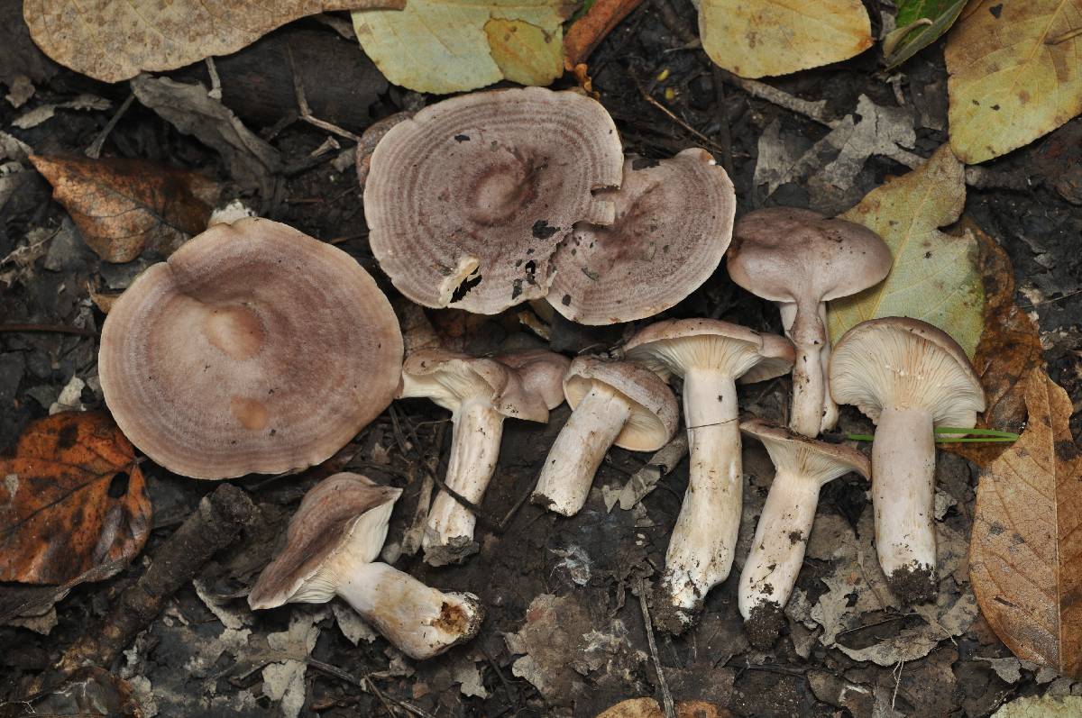 Lactarius flexuosus var. flexuosus image
