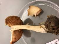 Entoloma flavifolium image