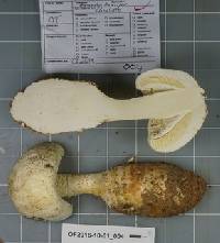 Amanita ravenelii image