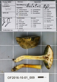 Boletus hypoxanthus image