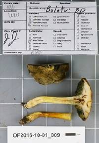 Boletus hypoxanthus image