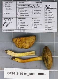 Boletus hypoxanthus image