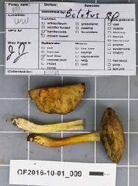 Boletus hypoxanthus image