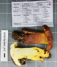 Boletus pallidoroseus image