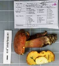 Boletus pallidoroseus image