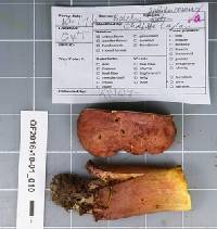 Boletus pallidoroseus image