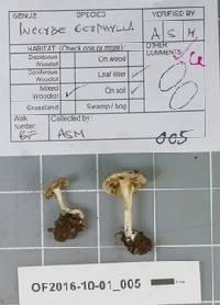 Inocybe geophylla image