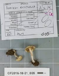 Inocybe geophylla image