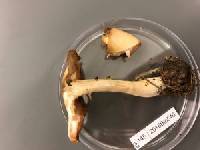 Entoloma flavifolium image