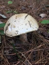 Amanita suballiacea image