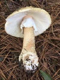 Amanita suballiacea image