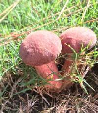 Boletus pseudosensibilis image