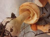 Amanita roseitincta image