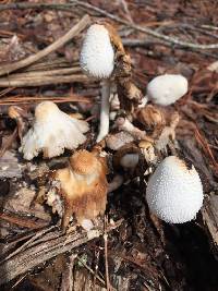 Leucocoprinus cepistipes image