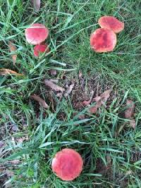 Boletus harrisonii image