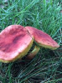 Boletus harrisonii image