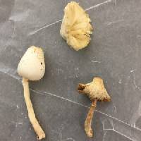 Leucocoprinus cepistipes image