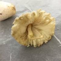 Leucocoprinus cepistipes image