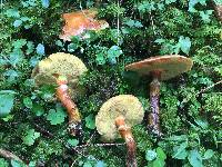 Suillus grevillei image