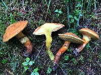 Suillus grevillei image