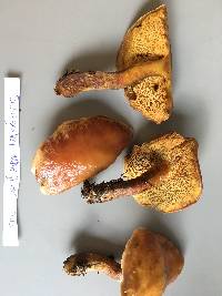 Suillus grevillei image